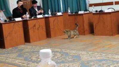 Заседание Псковской городской Думы по бюджету посетил кот - iz.ru - Санкт-Петербург - Израиль - Псков