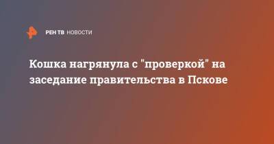 Кошка нагрянула с "проверкой" на заседание правительства в Пскове - ren.tv - Псков