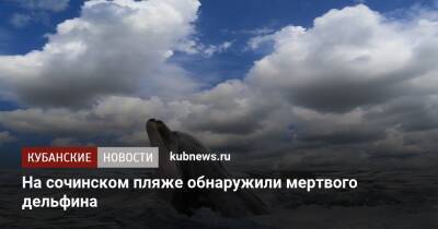 На сочинском пляже обнаружили мертвого дельфина - kubnews.ru - Сочи - Краснодарский край - район Лазаревский, Сочи