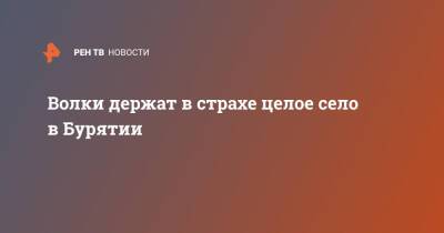 Волки держат в страхе целое село в Бурятии - ren.tv - респ.Бурятия