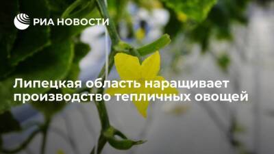 Игорь Артамонов - Липецкая область наращивает производство тепличных овощей - smartmoney.one - Липецкая обл.
