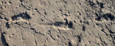 Nature: неизвестный вид человека оставил в северной Танзании следы возрастом 3,7 млн лет - runews24.ru - США - шт. Огайо - Танзания