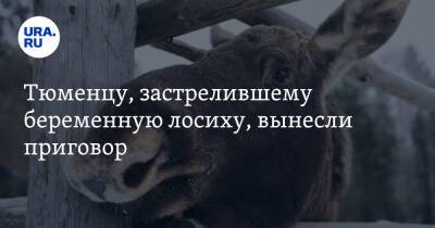 Тюменцу, застрелившему беременную лосиху, вынесли приговор - ura.news - Россия - Тюмень - Тюменская обл.