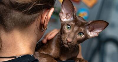 Инопланетно красивая кошка. Почему ориенталы – желанный подарок для истинных домоседов - focus.ua - Украина