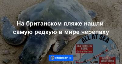 На британском пляже нашли самую редкую в мире черепаху - news.mail.ru