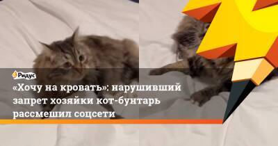 «Хочу на кровать»: нарушивший запрет хозяйки кот-бунтарь рассмешил соцсети - ridus.ru