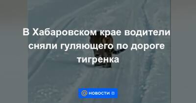 В Хабаровском крае водители сняли гуляющего по дороге тигренка - news.mail.ru - Хабаровский край