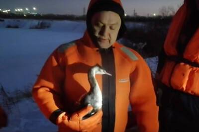 В Новосибирске спасли раненую водоплавающую птицу - lenta.ru - Новосибирск