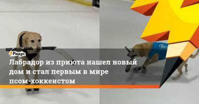 Лабрадор из приюта нашел новый дом и стал первым в мире псом-хоккеистом - ridus.ru