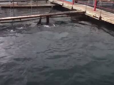 На Волге под Астраханью обнаружили разлив нефти - rosbalt.ru - Россия - Астрахань - Астраханская обл. - Волгоградская обл.