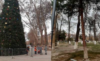 В Самарканде новогоднюю ёлку сконструировали, срезая ветки со здоровых сосен. После критики пользователей ёлку демонтировали - podrobno.uz - Узбекистан - Ташкент - Экология