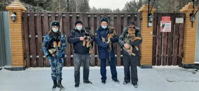 В исправительной колонии Глазова новая четвероногая сотрудница - gorodglazov.com - Россия - Свердловская обл. - респ. Удмуртия - Удмуртия