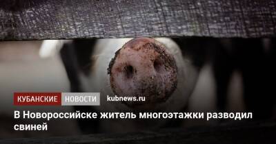 В Новороссийске житель многоэтажки разводил свиней - kubnews.ru - Новороссийск