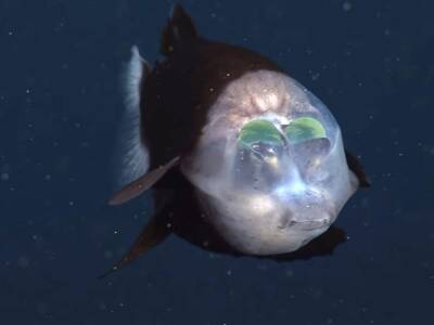 Ученым удалось снять на видео редкую глубоководную рыбу с прозрачной головой - polit.ru - county Bay