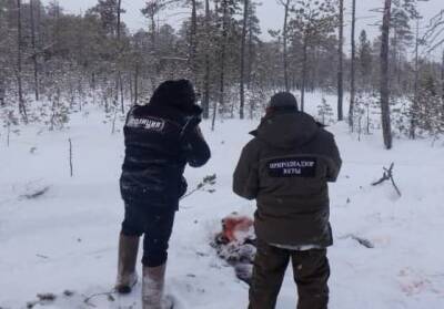 В ХМАО задержаны браконьеры, убившие лосиху с лосенком. Животных загоняли четверо суток - znak.com - Югра - район Сургутский