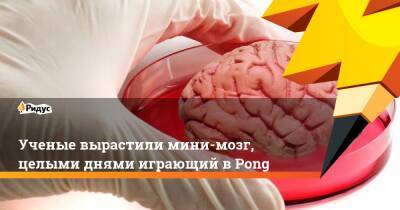 Ученые вырастили мини-мозг, целыми днями играющий в Pong - ridus.ru