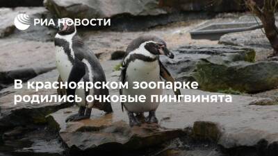 Очковые пингвинята появились на свет в красноярском парке флоры и фауны "Роев ручей" - ria.ru - Россия - Красноярск - Юар - Чили