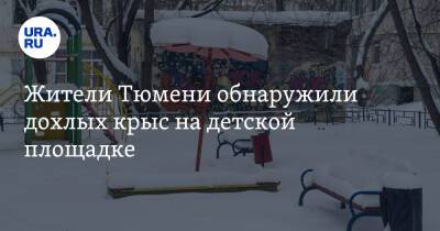 Жители Тюмени обнаружили дохлых крыс на детской площадке. Фото - ura.news - Тюмень