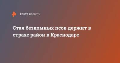 Стая бездомных псов держит в страхе район в Краснодаре - ren.tv - Краснодар - Краснодар