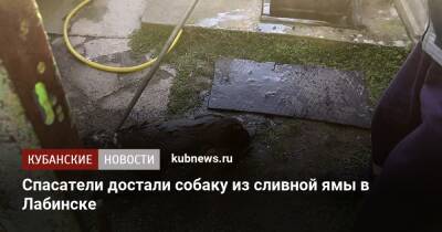 Спасатели достали собаку из сливной ямы в Лабинске - kubnews.ru - Краснодарский край - Лабинск