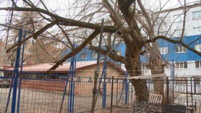 Старые деревья на улице Беляева угрожают безопасности людей - penzainform.ru
