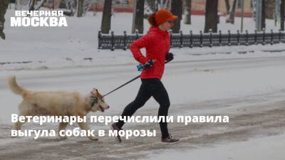 Мороз - Ветеринары перечислили правила выгула собак в морозы - vm.ru - Москва