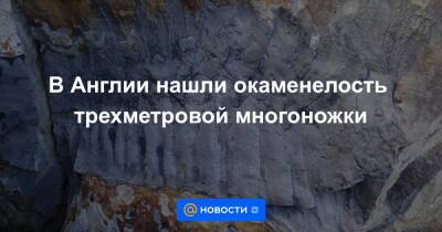 В Англии нашли окаменелость трехметровой многоножки - news.mail.ru - Англия