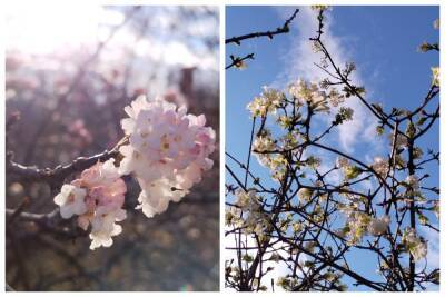 В Одессе посреди зимы внезапно распустились цветы на деревьях: кадры красоты - politeka.net - Украина - Одесса - Одеса