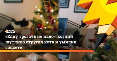 «Елку трогать не надо»: хозяин шутливо отругал кота и умилил соцсети - ridus.ru - Томск
