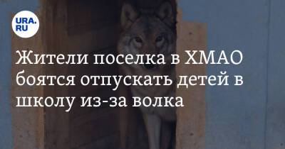 Жители поселка в ХМАО боятся отпускать детей в школу из-за волка - ura.news - Югра