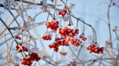 Прогноз погоды на 22.12.2021 - vestivrn.ru - Воронеж - Воронежская обл.