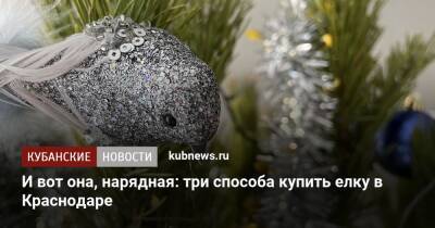 И вот она, нарядная: три способа купить елку в Краснодаре - kubnews.ru - Краснодар - Краснодар - Торговля