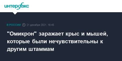 Анна Попова - "Омикрон" заражает крыс и мышей, которые были нечувствительны к другим штаммам - interfax.ru - Москва - Россия