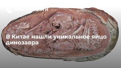Ископаемое яйцо с эмбрионом внутри подтверждает связь между динозаврами и птицами - ria.ru - Москва - Китай - Англия - Канада