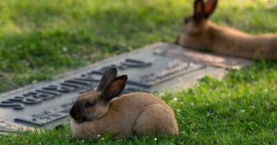 В Канаде одичавшие кролики-сифилитики почти вымерли от редкой лихорадки (фото) - focus.ua - Украина - Канада