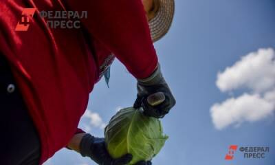 Светлана Фус - Кому опасно есть капусту - fedpress.ru - Москва