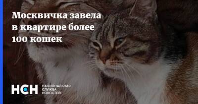 Москвичка завела в квартире более 100 кошек - nsn.fm - Москва - Англия - Катманду - Москва