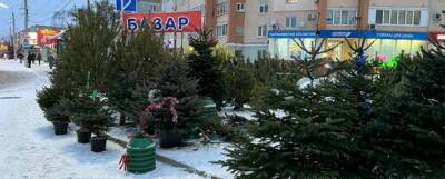 Владислав Овчинский - В Москве начались проверки елочных базаров - runews24.ru - Москва