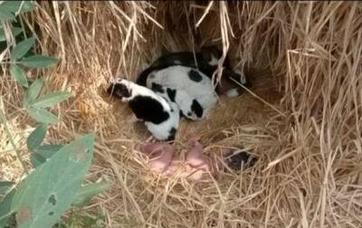 Бродячая собака с щенками спасла своим теплом брошенного младенца - korrespondent.net - Украина - Индия