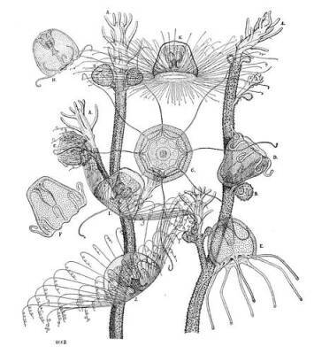 Turritopsis Nutricula - единственное на планете бессмертное существо - argumenti.ru