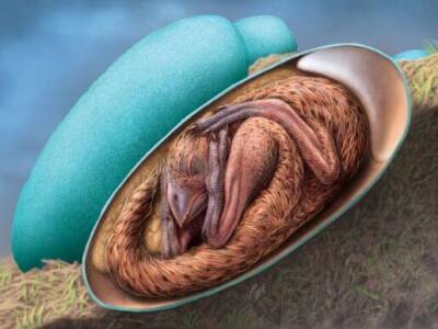 В Китае нашли яйцо динозавра с хорошо сохранившимся эмбрионом - gordonua.com - Китай - Украина