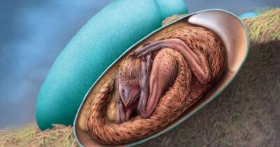 В Китае обнаружили идеально сохранившийся эмбрион динозавра (видео) - focus.ua - Китай - Украина