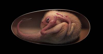 Похож на птицу. В Китае нашли полностью сохранившийся эмбрион динозавра (фото) - focus.ua - Китай - Украина