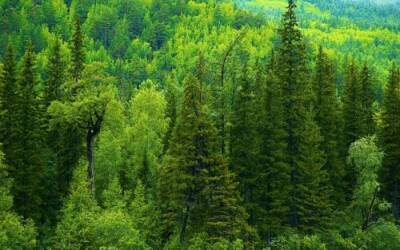 Российские леса поглощают 2,5 млрд тонн углекислого газа в год - argumenti.ru - Россия - Экология