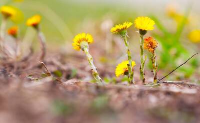 Весна 2022: когда ждать от погоды тепла? Гисметео, Яндекс Погода и другие синоптики о прогнозах на весну - svpressa.ru