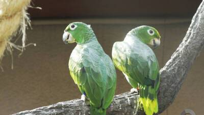 Полакомились манго: пьяные попугаи вызвали хаос в Австралии - mir24.tv - Австралия - штат Западная