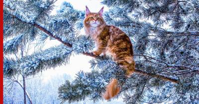 Холод нипочем: 5 пород кошек, которые легко переносят зиму - profile.ru - Россия - США - штат Мэн