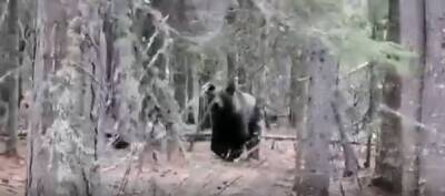 Бурый медведь забрел в хантыйское село на Ямале - nazaccent.ru - окр. Янао