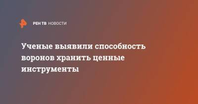 Ученые выявили способность воронов хранить ценные инструменты - ren.tv