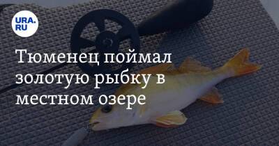 Тюменец поймал золотую рыбку в местном озере. Фото - ura.news - Тюмень - Тюменская обл.